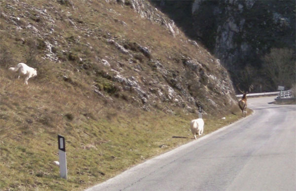 Emergenza randagismo nel PNALM